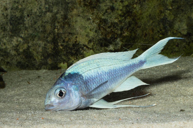 Ophthalmotilapia ventralis 'Kafyoko Point'